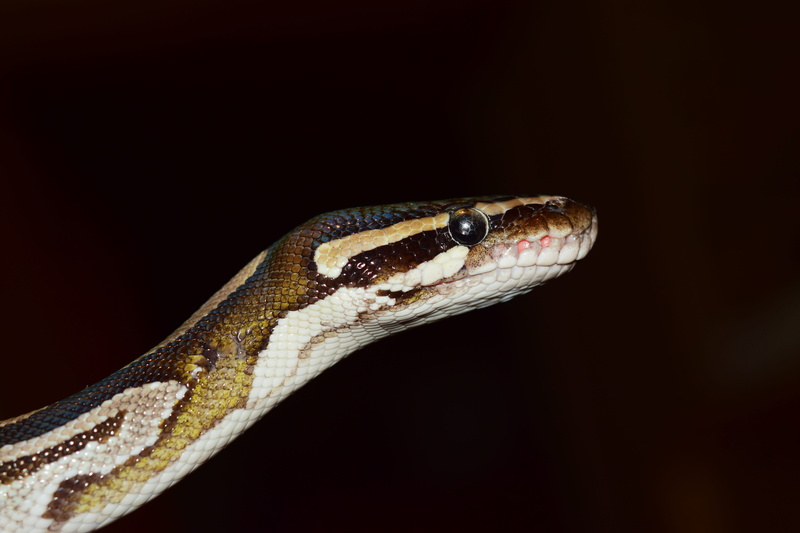 terraristik, tropical rainforest, eye, animals in the wild, photography, portrait, exotic, black background, animal tongue, vertebrate, no people, boa