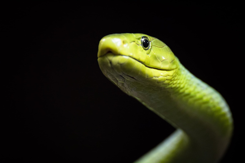 Hamburg, 1080P, animal, green, Grün, nature, green snake, green Color, Hagenbeck, Python, Schwarz, poisonous, Aquarium, close, close up photography, Zoo