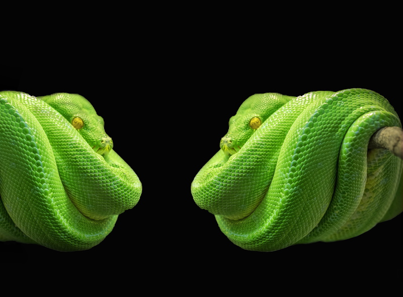 close-up, public domain, beauty in nature, 4K, pattern, python, one animal, studio shot, reptile, snake, indoors, plant, animal, black background, animal wildlife