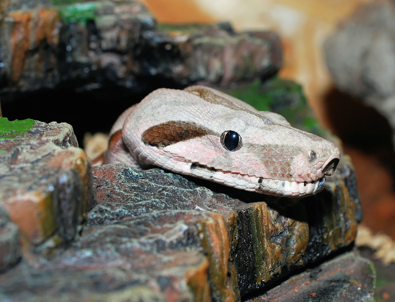 mouse hunter, emperor boa, no people, 2K, imperator, constrictor, animal, outdoors, terrarium, metal, cute, wood - material, selective focus, animal wildlife