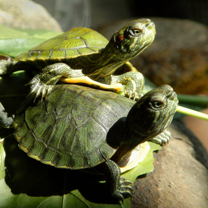 one animal, ayer, animal themes, light, logic, animals in the wild, reptile, no people, tortoise, sunbathing, united states, animal, amphibian, shell, close-up