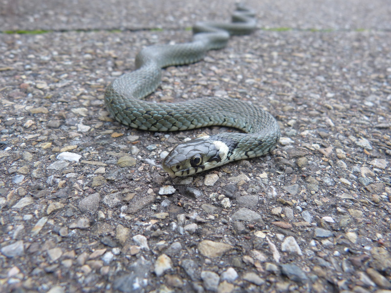 sign, reptile, poisonous, animal wildlife, colubridae, mind drawing, communication, 4K, grass snake, outdoors, natter, snake, natrix natrix, animal scale