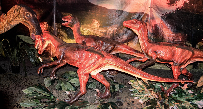 Raptor, outdoors, Pack, prehistoric, dragon, food, no people, 5K, group of animals, market, public domain, seafood, animal, freshness, food and drink