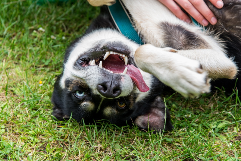 animal, portrait, husky, nature, white, fun, pet owner, domestic, people, dog, mammal, domestic animals, clown, eyes, monkey, one animal, outdoors, day