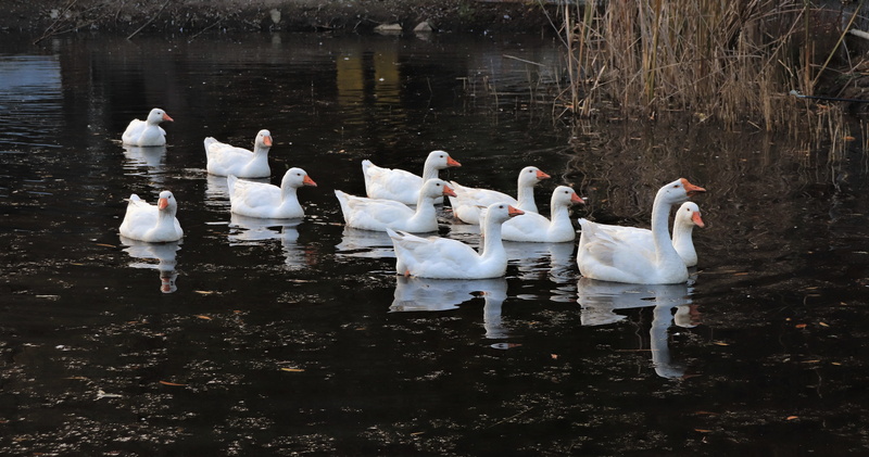 seasonal, i, water bird, line, autumn mountain, water, waterfront, duck, large group of animals, animal wildlife, forest, duck flock, spring, natural water