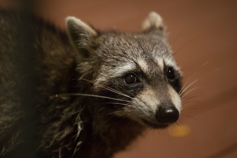 nature, mammal, no people, one animal, animals in the wild, wild, cool, hair, snout, whisker, animal wildlife, funny, cute, 4K, focus on foreground, indoors