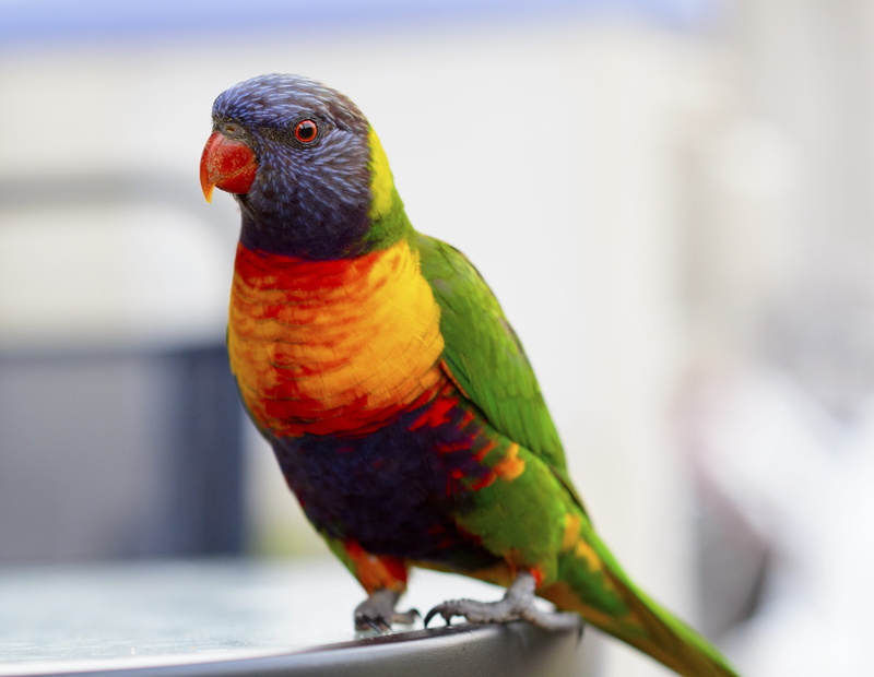 australia, orange, perching, rainbow lorikeet, animals in the wild, color, beauty, animal, watching, parrot, lory, beautiful, day, beak, nature, portrait