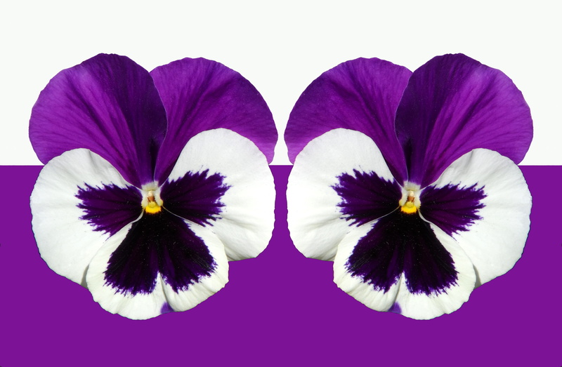 gaudy, flower head, viola, graphically, layout, scheckig, pop, decor, strong, pistil, stamp, nature, colorful, sprout, studio shot, spring, inflorescence