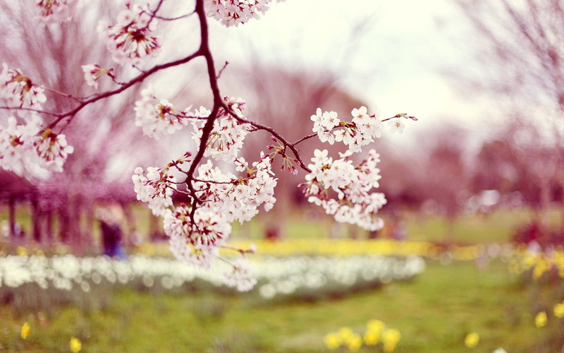 selective focus, season, cherry tree, fragility, outdoors, leaf, spring, botany, cherry, blossom, growth, day, park - Man Made Space, flowering plant, blossoming