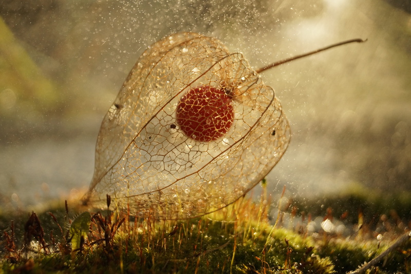 food and drink, land, leaf, green Color, season, grass, food, outdoors, 5K, day, nature, drop, light - Natural Phenomenon, red, morning, summer, white