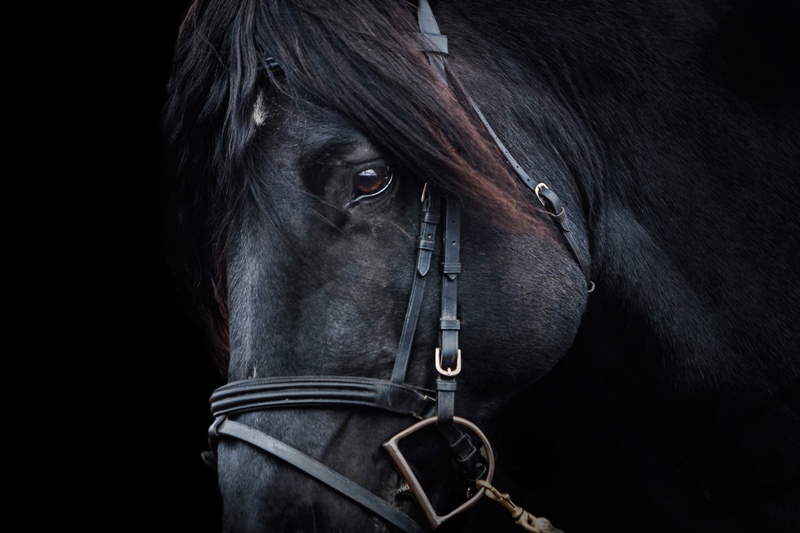 photography, animal themes, animal Head, working animal, animal, one animal, bridle, domestic animals, herbivorous, animal body part, hairstyle, mane, animal eye