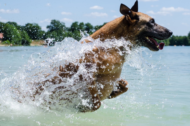 photo, body, close, day, beach, outdoors, drop of water, action, water, 4K, sea, nature, swim, malinois, animal mouth, fun, no people, summer, pet, motion