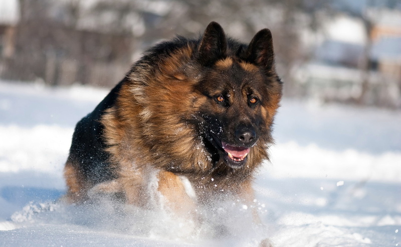nature, snowing, day, cold temperature, outdoors, one animal, tan, Animals, purebred dog, Running, dog, adult, animal themes, canine, mammal, Pets, focus on foreground