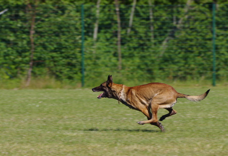 belgian shepherd malinois, running, pets, daytime, nature, animal wildlife, tan, dog, grass, mammal, belgian, one animal, day, green, land, no people, malinois