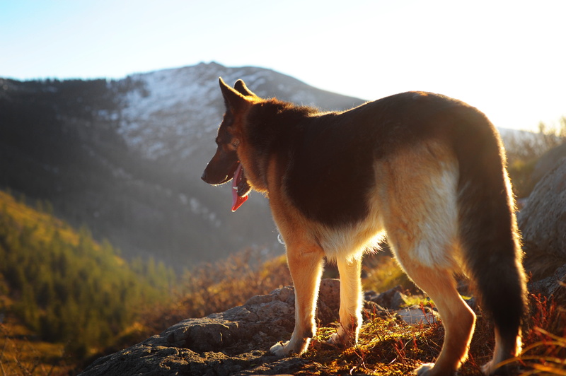 focus on foreground, black, nature, shepherd, high, sunrise, tan, one animal, day, no people, ground, livestock, dog, sky, sunlight, land, pet, adult, standing
