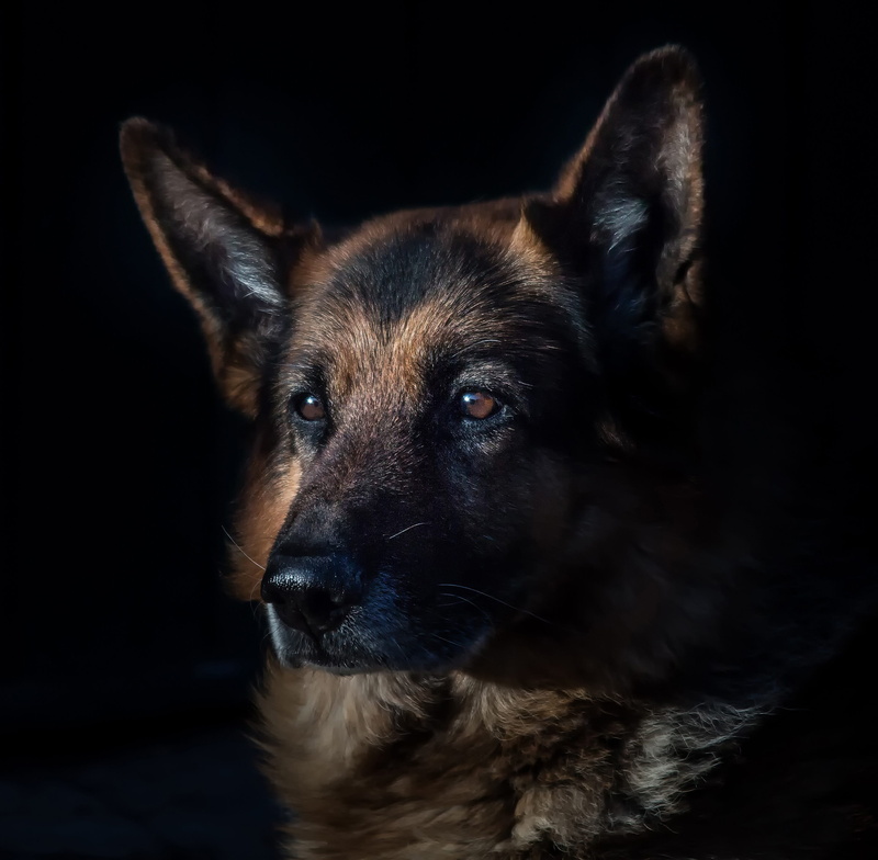domestic, looking at camera, german shepherd, animal eye, one animal, german, tan, shepherd, animal head, mammal, black, canine, domestic animal, pets