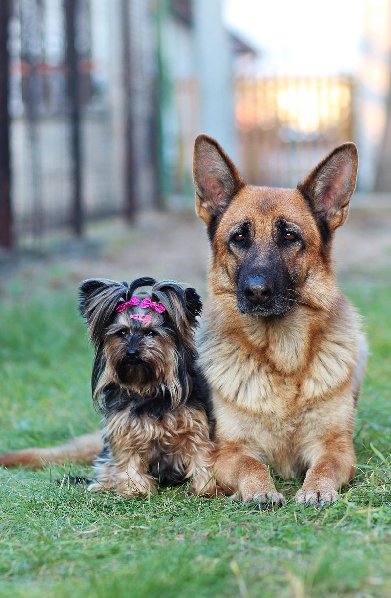 dog, one animal, plant, cute, black, lying, canine, domestic animals, focus on foreground, animal, mammal, shepherd, no people, dogs, looking at camera