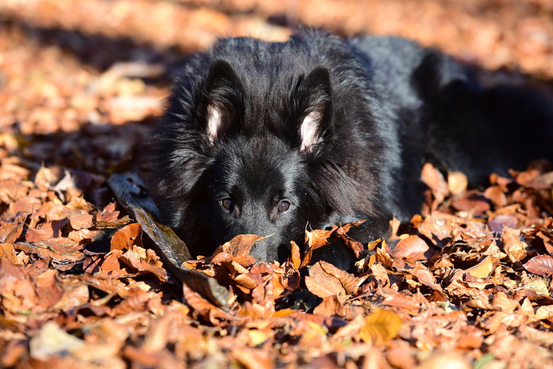 nature, no people, shepherd, plant part, animal themes, leaf, autumn, black color, animals, vertebrate, leaves, young animal, animals in the wild, black
