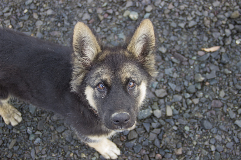 day, one animal, looking at camera, beast, dog, pets, german shepherd, small dog, german, tan, nature, 5K, footpath, domestic, high angle view, standing