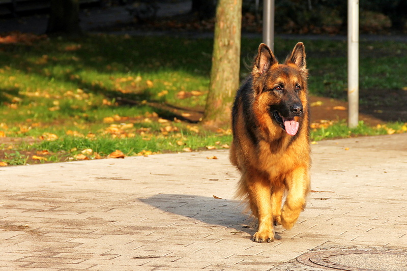 old german shepherd dog, schäfer dog, cute, pets, snout, shepherd, shadow, animal themes, canine, brown, animal, day, mouth open, outdoors, mammal, one animal