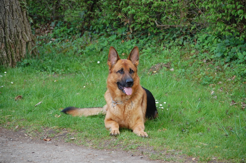 plant, vertebrate, dog, pet, grass, mammal, purebred dog, german shepard, nature, dayime, green color, field, adult, canine, tan, animal, pets, animal themes