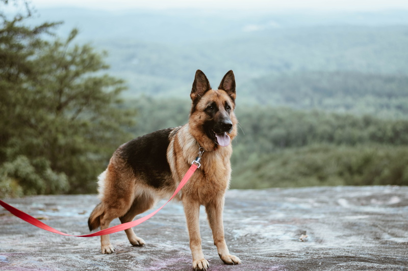 dog, nature, canine, one animal, german, day, plant, focus on foreground, pets, german shepherd, husky, domestic, animal themes, domestic animals, land