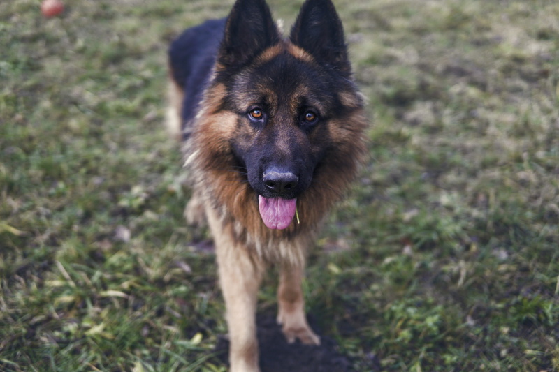 vigilance, meadow, domestic, land, alsatian, day, language, looking at camera, animal themes, domestic animals, standing, brown, mouth open, eyes, black