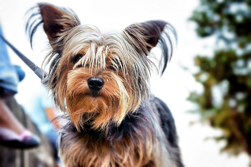 portrait, Yorkshire Terrier, mammal, small, looking at camera, brown, domestic, terrier, tan, domestic animals, furry, hair, lap dog, cute, 1080P, pets