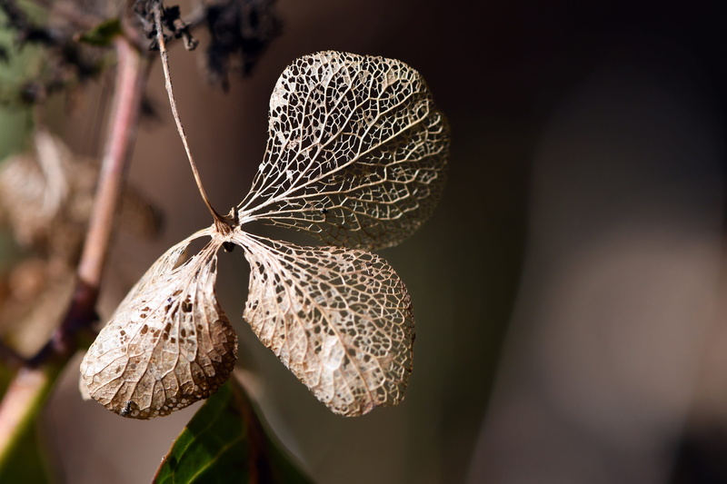 outdoors, plant part, animal wildlife, animal wing, fragility, dementia, 5K, flower, plant, leaf, butterfly - insect, focus on foreground, faded, selective focus