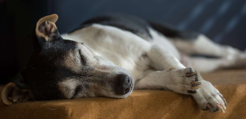 terrier, face, napping, furniture, 1080P, focus on foreground, animal shelter, weimaraner, lying down, fur, mammal, small, old, jack russell, race, canine