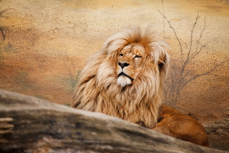 male animal, 720P, mammal, looking away, one animal, mane, fur, undomesticated cat, animal wildlife, animal, cat, wildlife, vertebrate, day, animal themes