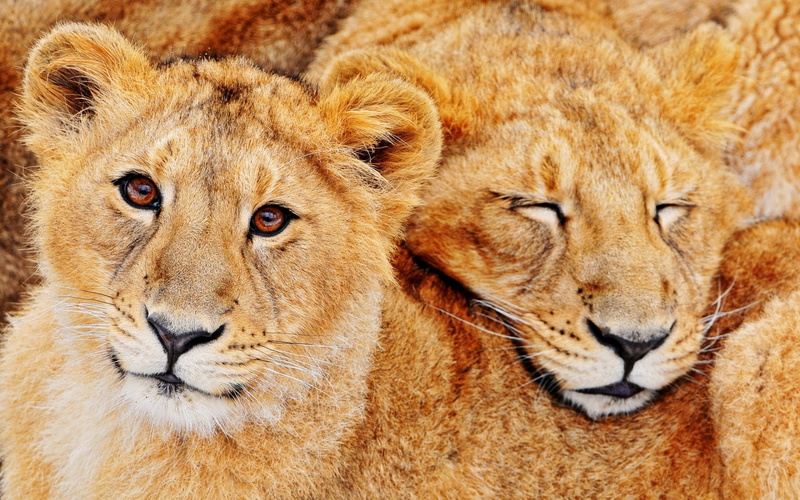 Feline, Lion, 1080P, Predators