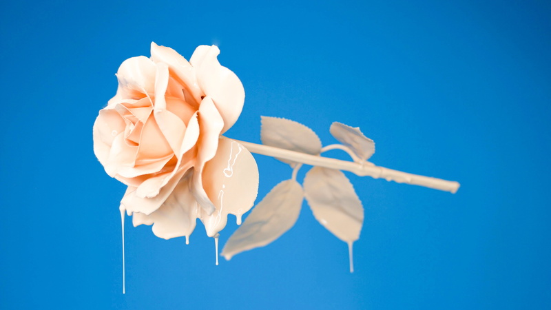 5K, dripping paint, rose, blue background