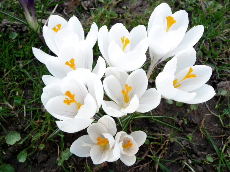 springtime, yellow, iris, outdoors, plant, flower, spring, loose, crocus, no People, freshness, field, 1080P, botany, white color, flower Head, flowerbed