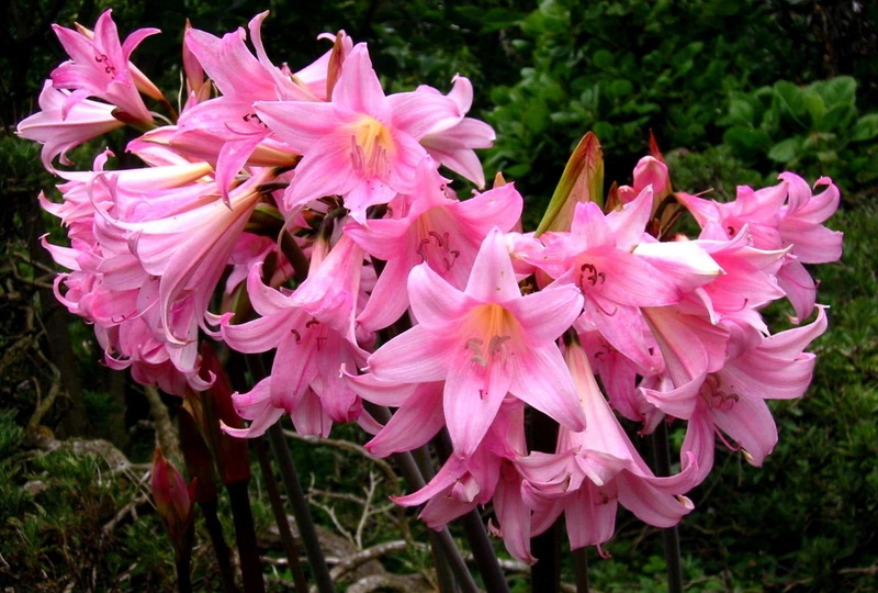 freshness, day, macro, plant, flowerbed, close-up, pink, flower, loose, petal, petaled, flowering plant, vulnerability, amaryllis, bouquet, flower Head