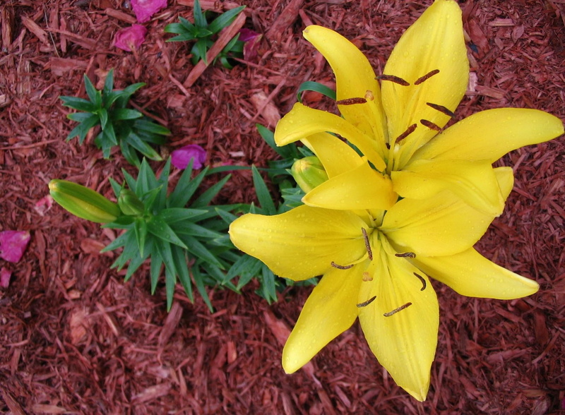 plant, freshness, flower head, flowering plant, day, loose, fragility, directly above, growth, inflorescence, plant part, lily, vulnerability, high angle view