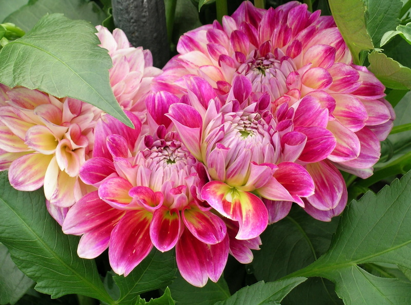 flower Head, leaf, leaves, botany, flowering plant, dahlias, high angle view, no people, inflorescence, petal, plant, freshness, close-up, green Color