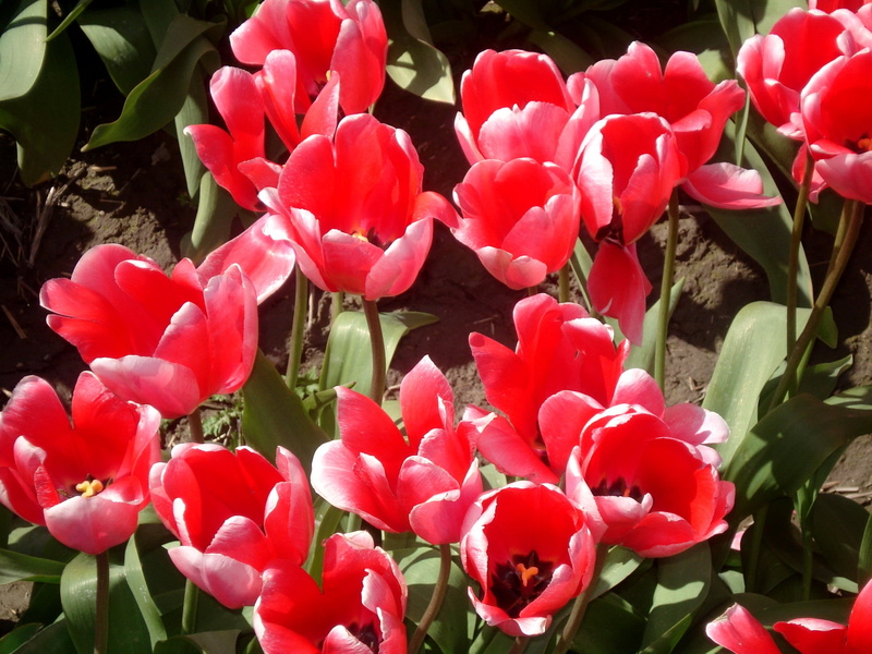 flower, leaf, fragility, petal, botany, earth, tulips, day, red, outdoors, flowering plant, 1080P, inflorescence, pink, vulnerability, flowers, bunch of flowers