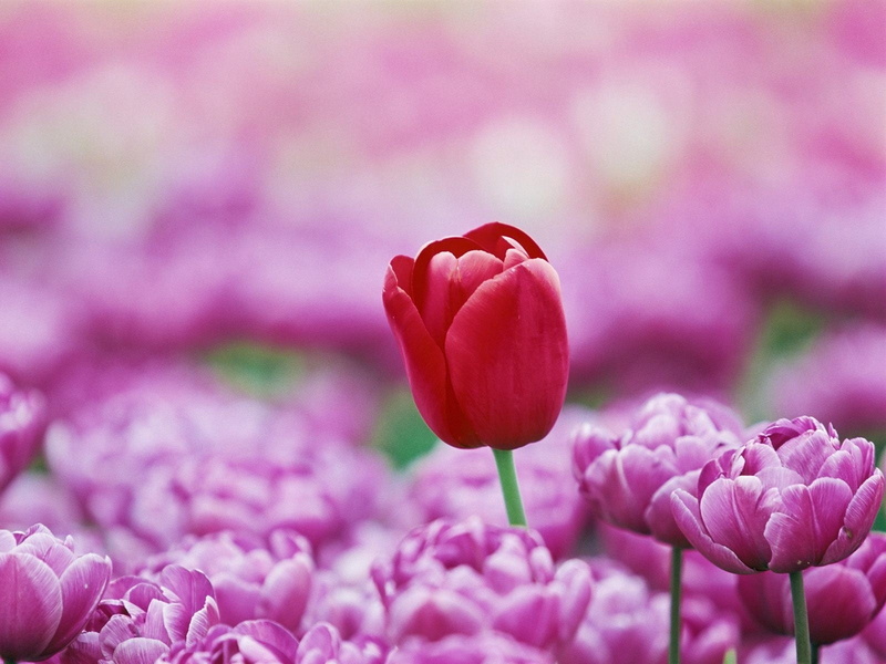 inflorescence, fragility, tulip, flowering plant, freshness, macro, flower, formal Garden, no People, close-up, flowerbed, botany, selective focus, beautiful