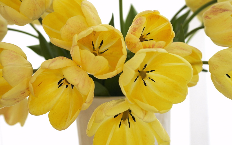 nature, freshness, botany, 2K, orange Color, flower, decoration, tulips, vulnerability, springtime, inflorescence, blossom, plant, loose, flower Head