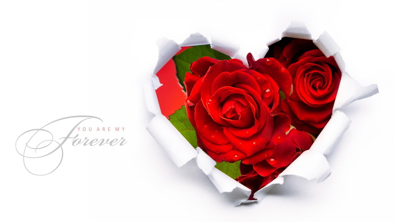 roses, forever, heart, paper, nature and lands, simple, red, valentines day, fleurs, flowers, abstract, 1080P, february