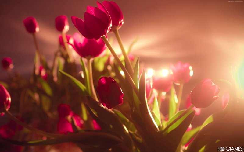 multi colored, vulnerability, emotion, close-up, flower, selective focus, red, Valentines Day, petal, purple, outdoors, beauty in nature, plant, fragility