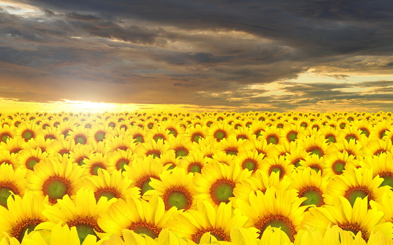 bold, sunflowers, 3d and abstract, pretty, yellow, 2K, bright, sunflower, lot