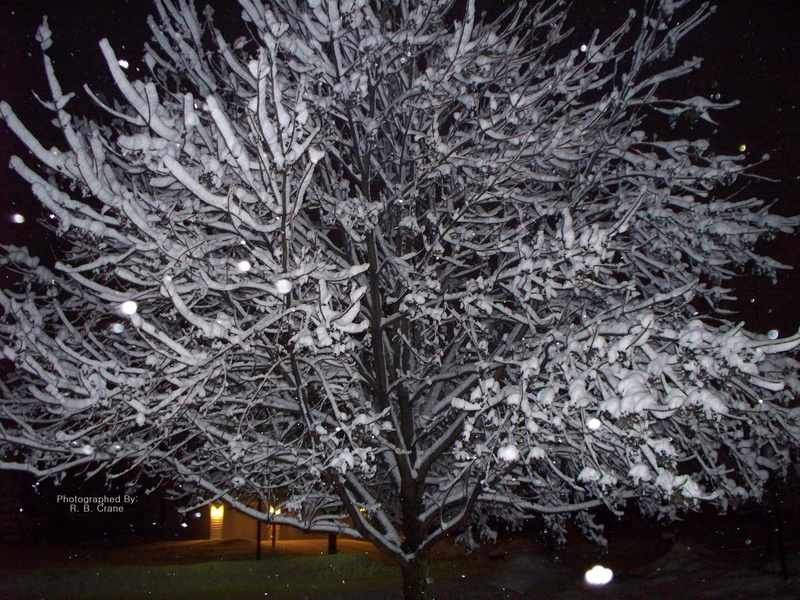 snow, winter, tree, 3d and abstract, illinois, bold, 2K