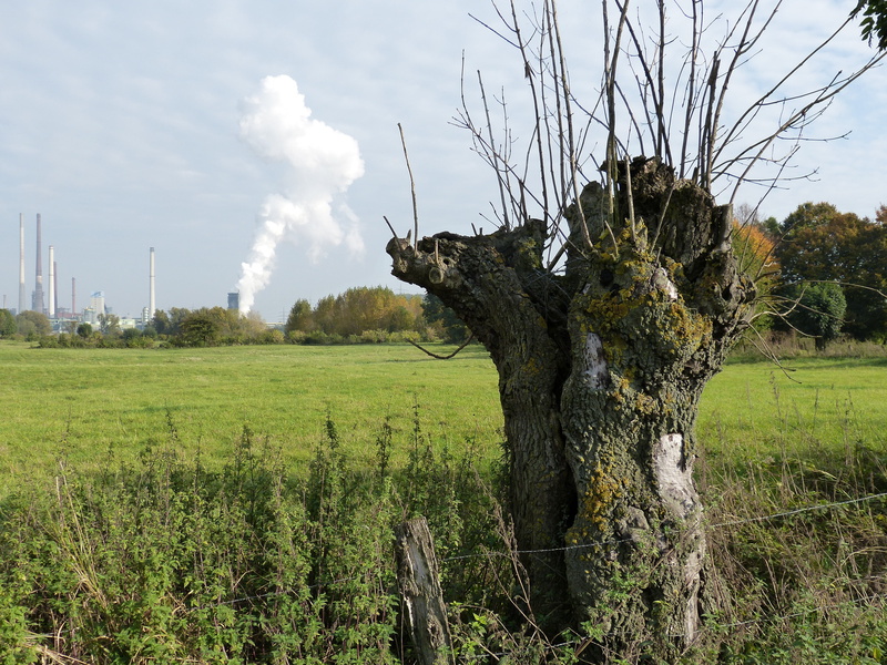 meadow, cloud - sky, landscape, green color, pasture, pollution, smoke, power plant, tree trunk, growth, nature, beauty in nature, environment, outdoors