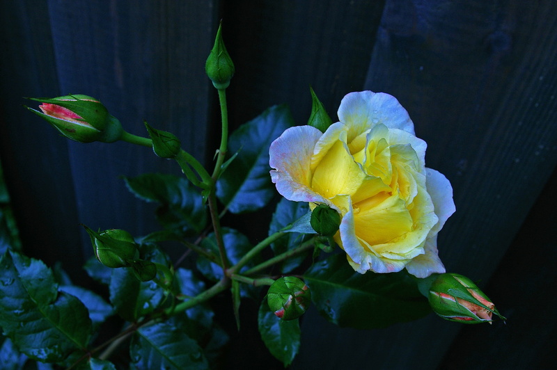 summer, rose garden, white rose, water, flora, flower head, bloom, rose, vulnerability, beauty, animals in the wild, focus on foreground, fragility, close-up