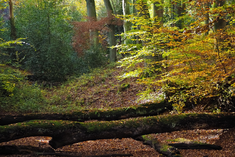tranquility, green color, autumn forest, sky, beauty in nature, morsch, leafed, color, atmosphere, change, flora, autumn, nature, trees, autumn mood, fall color