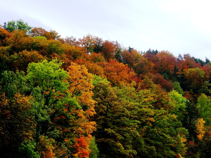 outdoors, woodland, tranquil scene, growth, red, no People, sky, idyllic, season, tranquility, autumn forest, beauty In Nature, land, change, farbenspiel