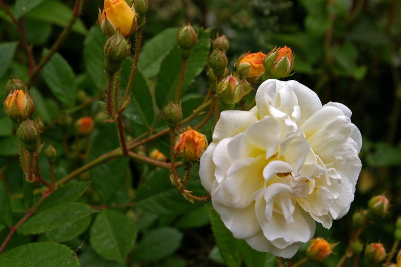 white color, springtime, rose, rose garden, botany, leaf, outdoors, ghislaine, petals, bud, flowering plant, garden rose, garden, rampler, plant, flower