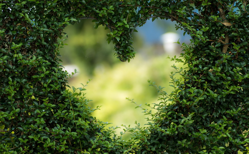 day, bush, Valentine, growth, plant part, Love, sunlight, leaf, Fence, Romantic, no people, hd, nature, tranquility, 5K, low angle view, green color
